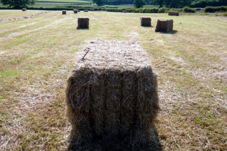 rural campsites torbay 1024x681 1 768x511