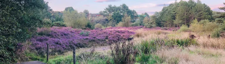 a2ce3b 18f523a6eb174a04994155b39e81d33f mv2 768x220