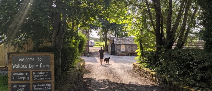dogwalker2