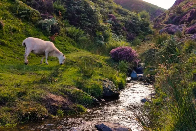 Shropshire Hills Church Stretton sheep 768x512