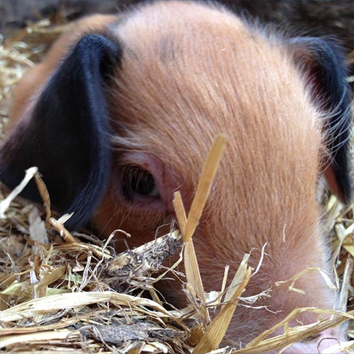 piglett